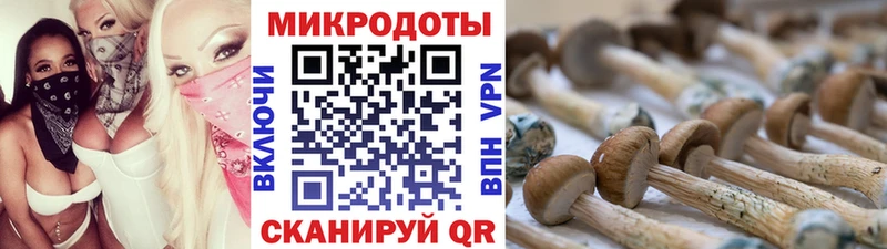 Галлюциногенные грибы Psilocybine cubensis Подпорожье